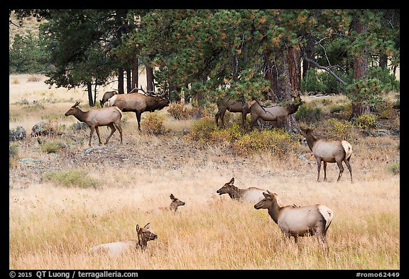Elk herd and trees. Rocky Mountain National Park (color)