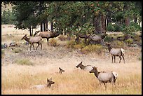 Elk herd and trees. Rocky Mountain National Park ( color)