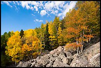 Brightly colored aspens and boulders in autumn. Rocky Mountain National Park, Colorado, USA.