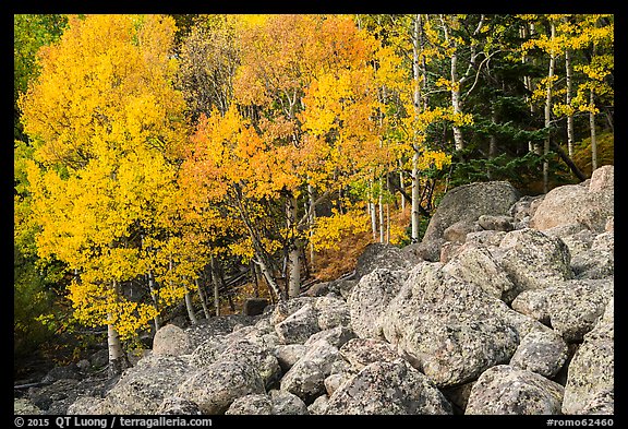 Aspens and boulders in autumn. Rocky Mountain National Park, Colorado, USA.