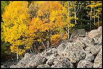 Aspens and boulders in autumn. Rocky Mountain National Park ( color)