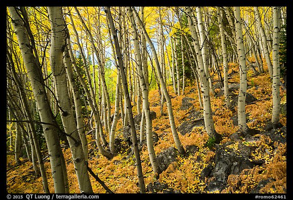 Forest in autumn, Glacier Basin. Rocky Mountain National Park (color)