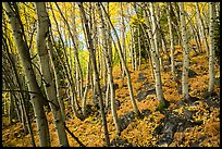 Forest in autumn, Glacier Basin. Rocky Mountain National Park, Colorado, USA.