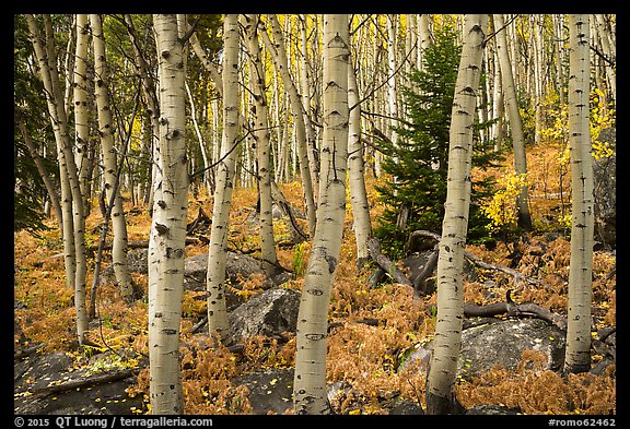 Mixed forest with aspen in autumn. Rocky Mountain National Park, Colorado, USA.