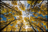 Looking up aspen grove in autumn. Rocky Mountain National Park, Colorado, USA.