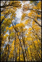 Aspen grove with golden leaves in autumn. Rocky Mountain National Park ( color)