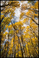 Aspen grove with golden leaves in autumn. Rocky Mountain National Park, Colorado, USA.