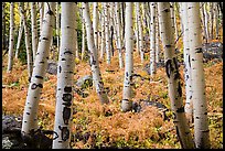 Aspens and ferns in autumn. Rocky Mountain National Park, Colorado, USA.