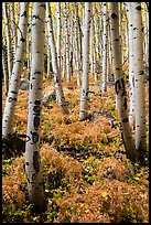 Aspen grove and ferns on forest floor in autumn. Rocky Mountain National Park, Colorado, USA.