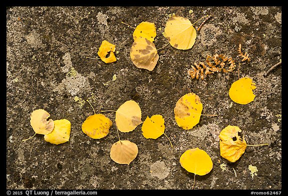 Close-up of fallen aspen leaves on boulder with lichen. Rocky Mountain National Park, Colorado, USA.