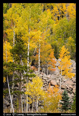 Aspens and boulders in autumn. Rocky Mountain National Park (color)