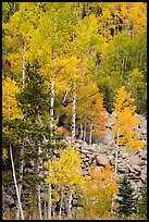 Aspens and boulders in autumn. Rocky Mountain National Park ( color)