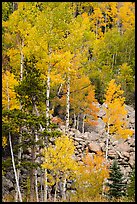 Aspens and boulders in autumn. Rocky Mountain National Park, Colorado, USA.