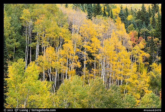 Aspen grove in autumn. Rocky Mountain National Park (color)