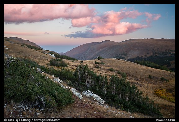 Krumholtz and alpine tundra at sunset. Rocky Mountain National Park (color)