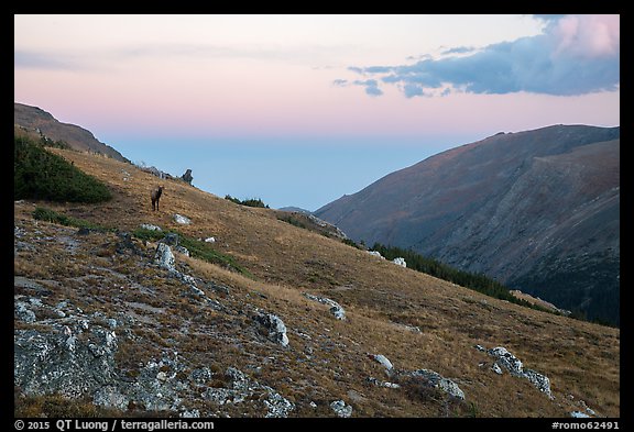 Alpine tundra at sunset with Elk. Rocky Mountain National Park (color)
