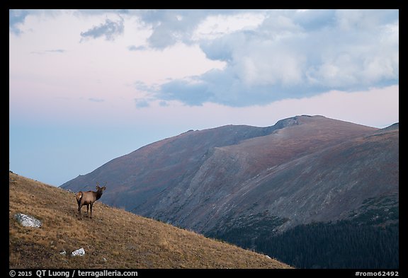 Elk on alpine slopes. Rocky Mountain National Park (color)