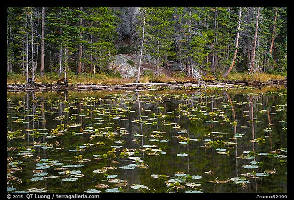 Water lillies and trees, Nymph Lake. Rocky Mountain National Park (color)