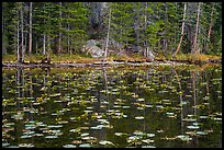 Water lillies and trees, Nymph Lake. Rocky Mountain National Park, Colorado, USA.