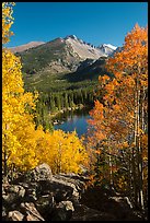 Yellow and orange aspens framing Bear Lake and Longs Peak. Rocky Mountain National Park ( color)