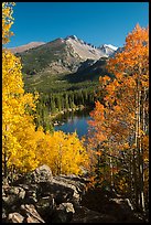 Yellow and orange aspens framing Bear Lake and Longs Peak. Rocky Mountain National Park, Colorado, USA.