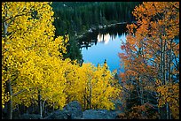 Aspen in autumn foliage and Bear Lake. Rocky Mountain National Park, Colorado, USA.