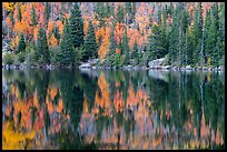 Autumn foliage color and reflections in Bear Lake. Rocky Mountain National Park ( color)