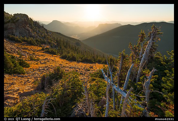 Krumholtz trees at sunrise. Rocky Mountain National Park (color)