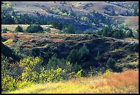 Grasses, badlands and trees in North unit, autumn. Theodore Roosevelt National Park, North Dakota, USA.