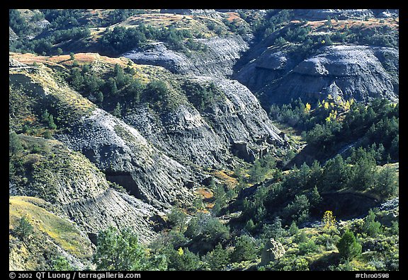 Erosion formation and trees in North unit. Theodore Roosevelt National Park, North Dakota, USA.