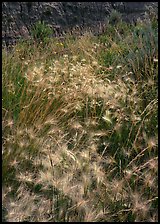 Barley grasses with badlands in background, North Unit. Theodore Roosevelt National Park, North Dakota, USA.