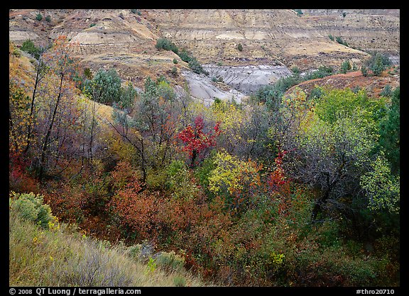 Fall foliage and badlands, North Unit. Theodore Roosevelt  National Park (color)