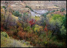 Fall foliage and badlands, North Unit. Theodore Roosevelt National Park, North Dakota, USA.