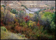 Fall foliage and badlands, North Unit. Theodore Roosevelt  National Park ( color)