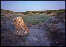 Petrified log stump at dusk, South Unit. Theodore Roosevelt National Park ( color)
