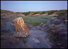 Petrified log stump at dusk, South Unit. Theodore Roosevelt National Park, North Dakota, USA.