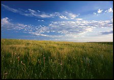 Tall grass prairie and wildflowers, South Unit, late afternoon. Theodore Roosevelt  National Park ( color)