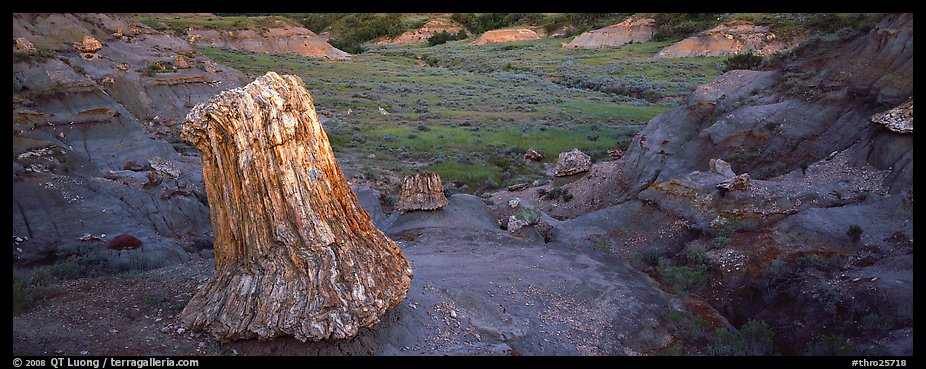 Petrified stump. Theodore Roosevelt National Park (color)