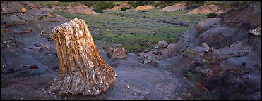 Petrified stump. Theodore Roosevelt  National Park (Panoramic color)