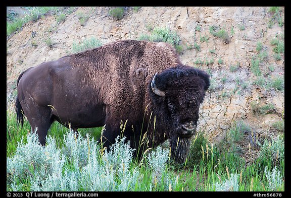 Bison. Theodore Roosevelt National Park (color)
