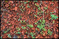 Close-up of natural red brick. Theodore Roosevelt National Park, North Dakota, USA.
