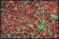 Close-up of natural red brick. Theodore Roosevelt National Park ( color)