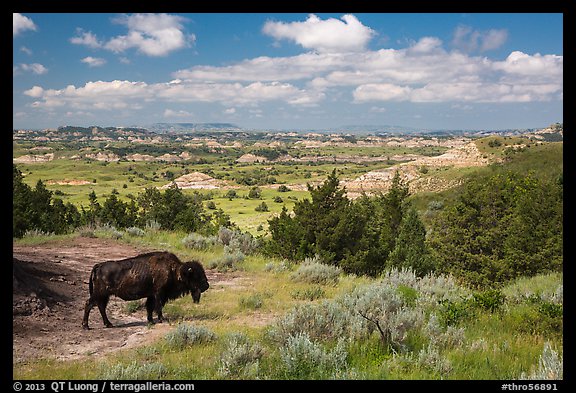 Bison and badlands landscape in summer. Theodore Roosevelt National Park, North Dakota, USA.