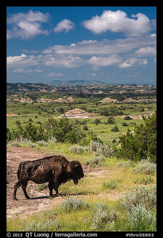 Buffalo and badlands landscape in summer. Theodore Roosevelt National Park (color)