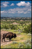 Buffalo and badlands landscape in summer. Theodore Roosevelt National Park ( color)