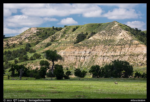 Pronghorn in meadow with prairie dog town below buttes. Theodore Roosevelt National Park (color)