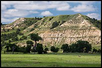 Pronghorn in meadow with prairie dog town below buttes. Theodore Roosevelt National Park ( color)