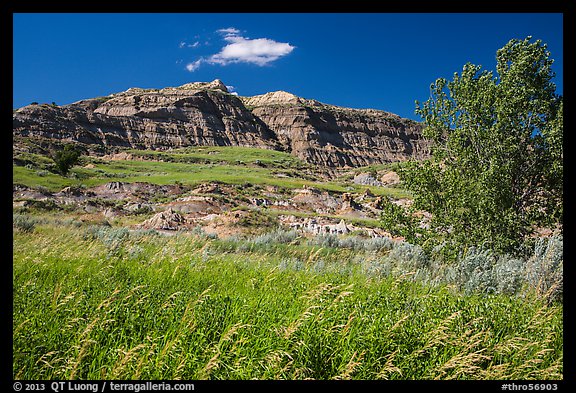 Grasses, cottonwood, and colorful badlands. Theodore Roosevelt National Park, North Dakota, USA.