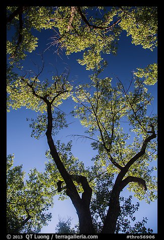 Looking up cottonwood trees. Theodore Roosevelt National Park, North Dakota, USA.