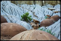 Cannonball concretions on badland folds. Theodore Roosevelt National Park, North Dakota, USA. (color)